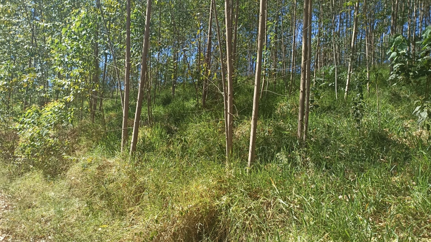 Sítio, 1 quarto, 200 m² - Foto 14