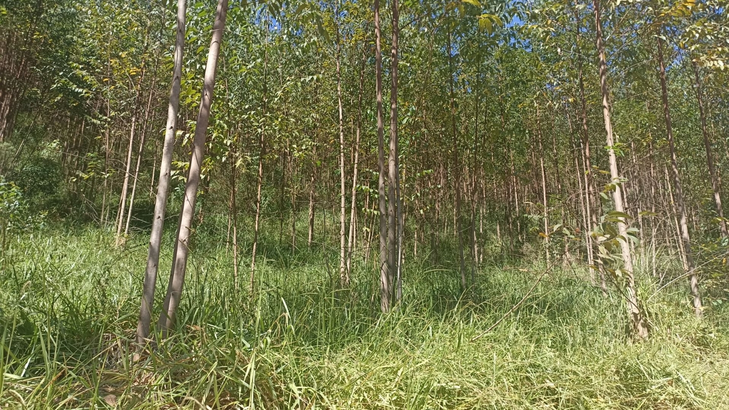 Sítio, 1 quarto, 200 m² - Foto 15