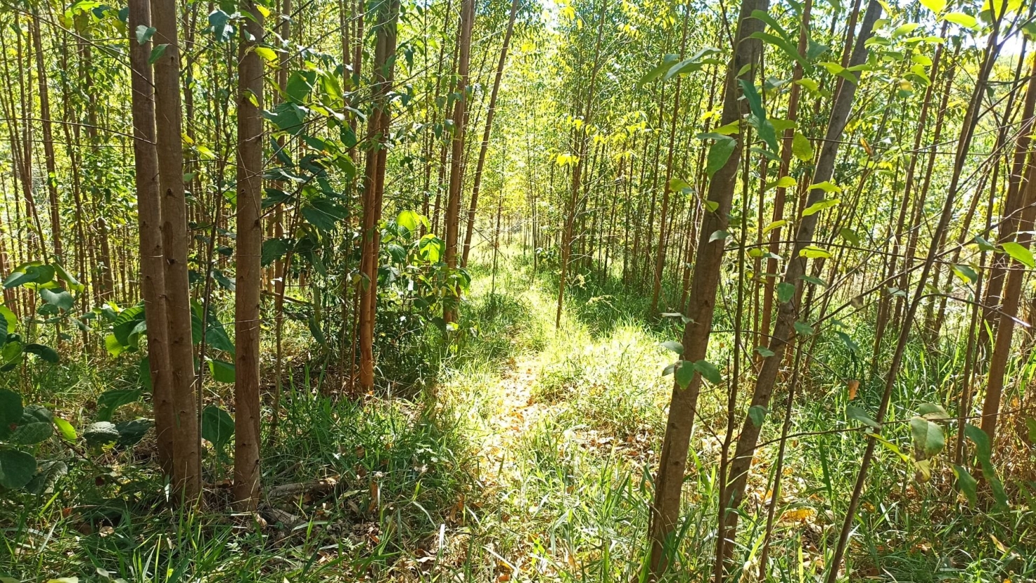 Sítio, 1 quarto, 200 m² - Foto 16