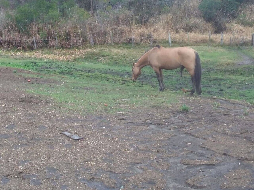 Sítio, 3 quartos, 100 m² - Foto 4