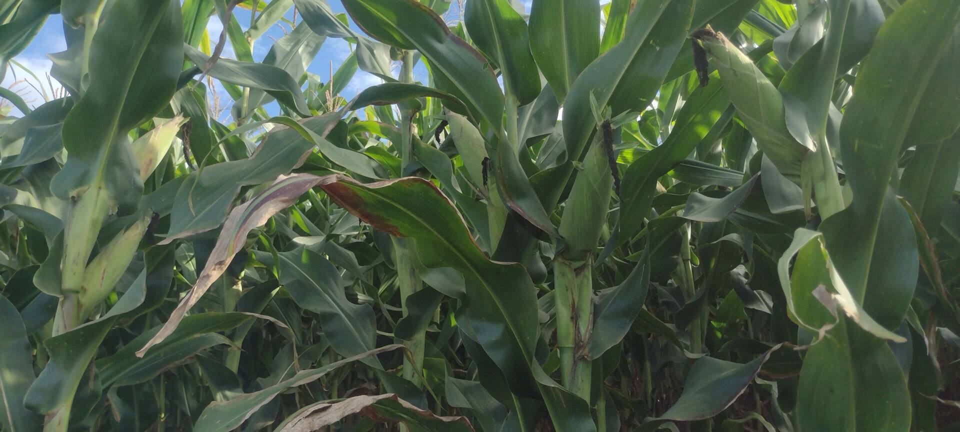 Fazenda-Sítio-Chácara, 133 m² - Foto 1