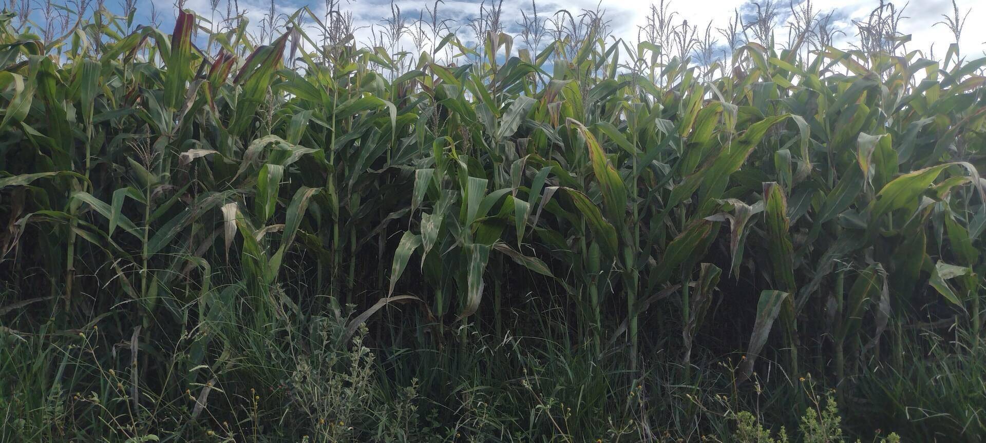 Fazenda-Sítio-Chácara, 133 m² - Foto 5