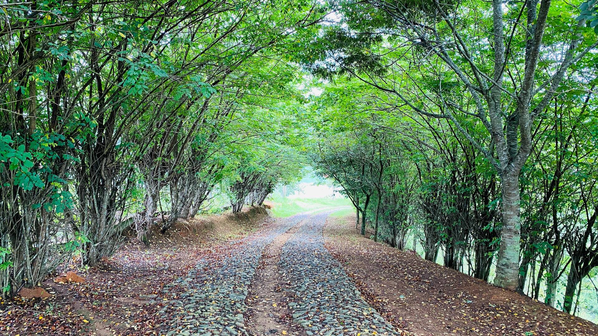 Chácara, 3 quartos, 2 hectares - Foto 43