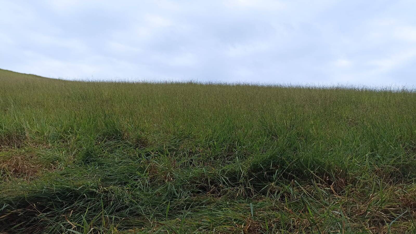 Fazenda, 114 hectares - Foto 2