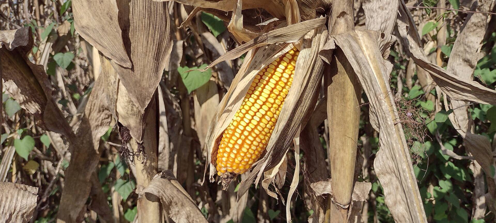 Fazenda-Sítio-Chácara, 174 m² - Foto 2