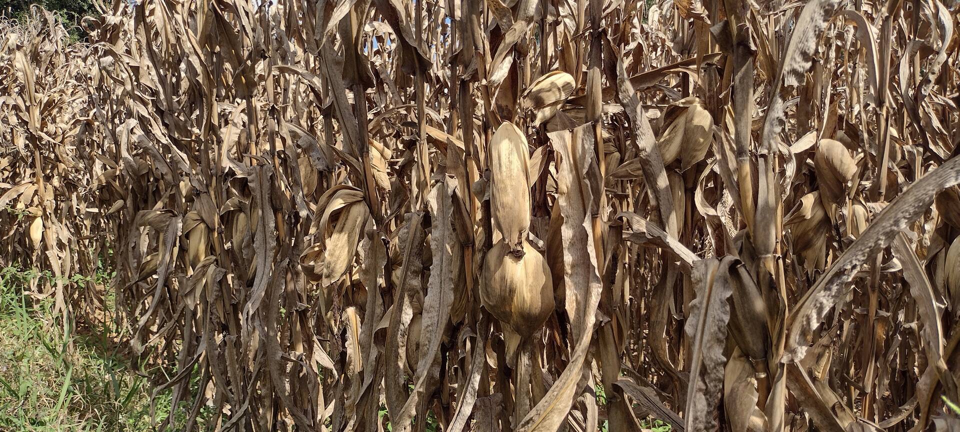 Fazenda-Sítio-Chácara, 174 m² - Foto 14