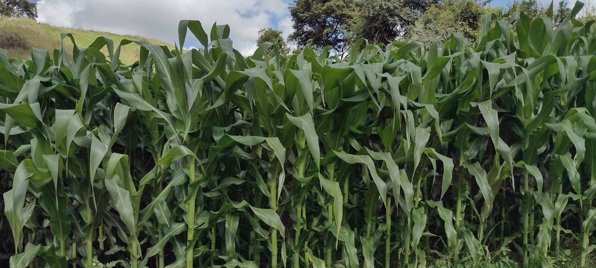 Fazenda-Sítio-Chácara, 174 m² - Foto 15