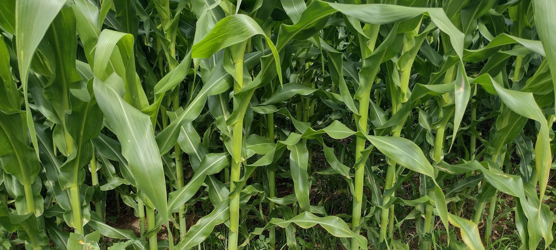 Fazenda-Sítio-Chácara, 174 m² - Foto 16