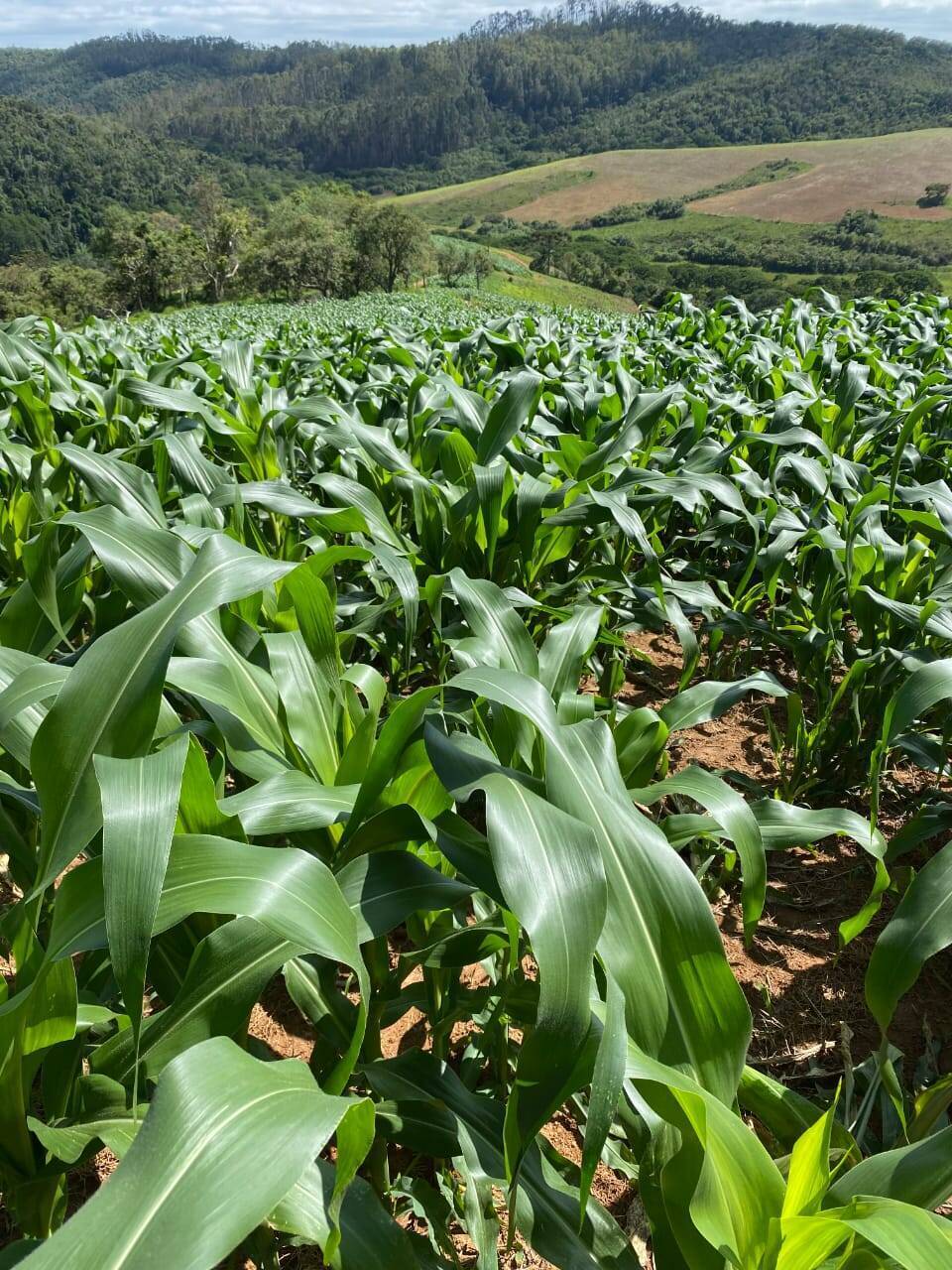 Fazenda-Sítio-Chácara, 174 m² - Foto 35