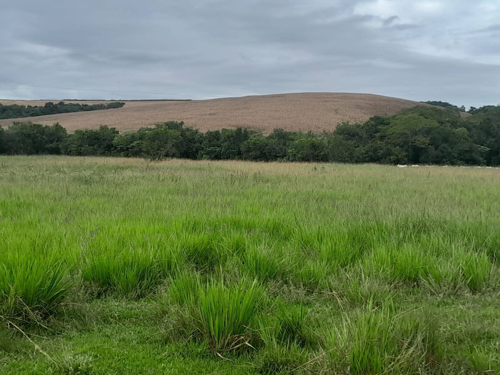 Fazenda em São Vicente de Minas/Minas Gerais — Ref 86KU5Z — Imagem 24