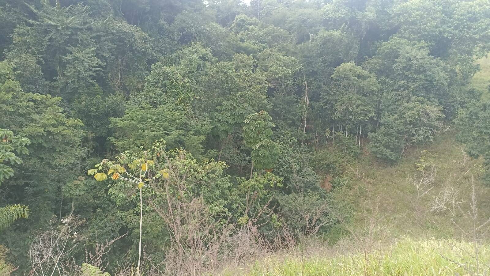 Sítio, 2 quartos, 10 hectares - Foto 4