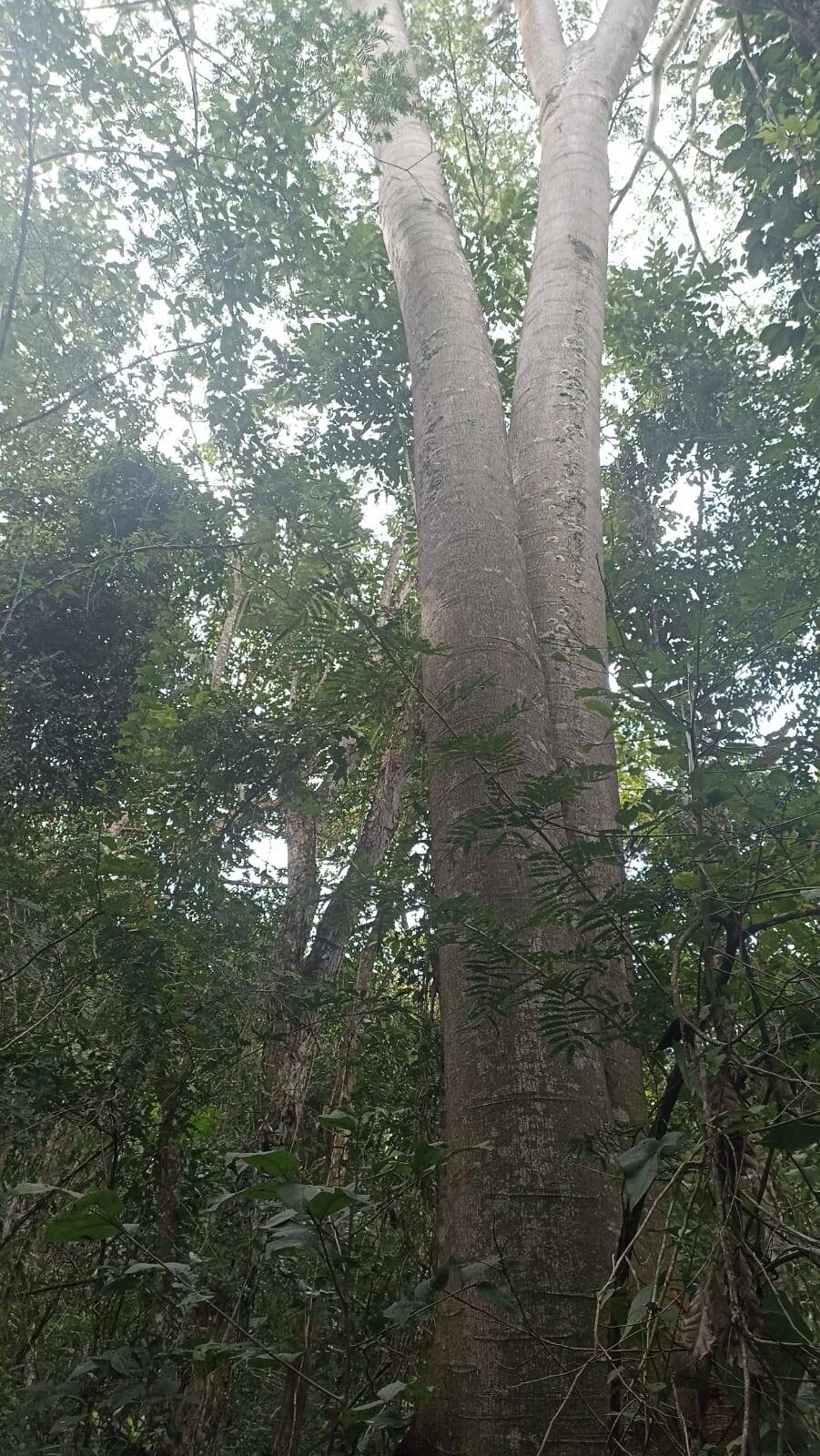 Sítio, 2 quartos, 10 hectares - Foto 9