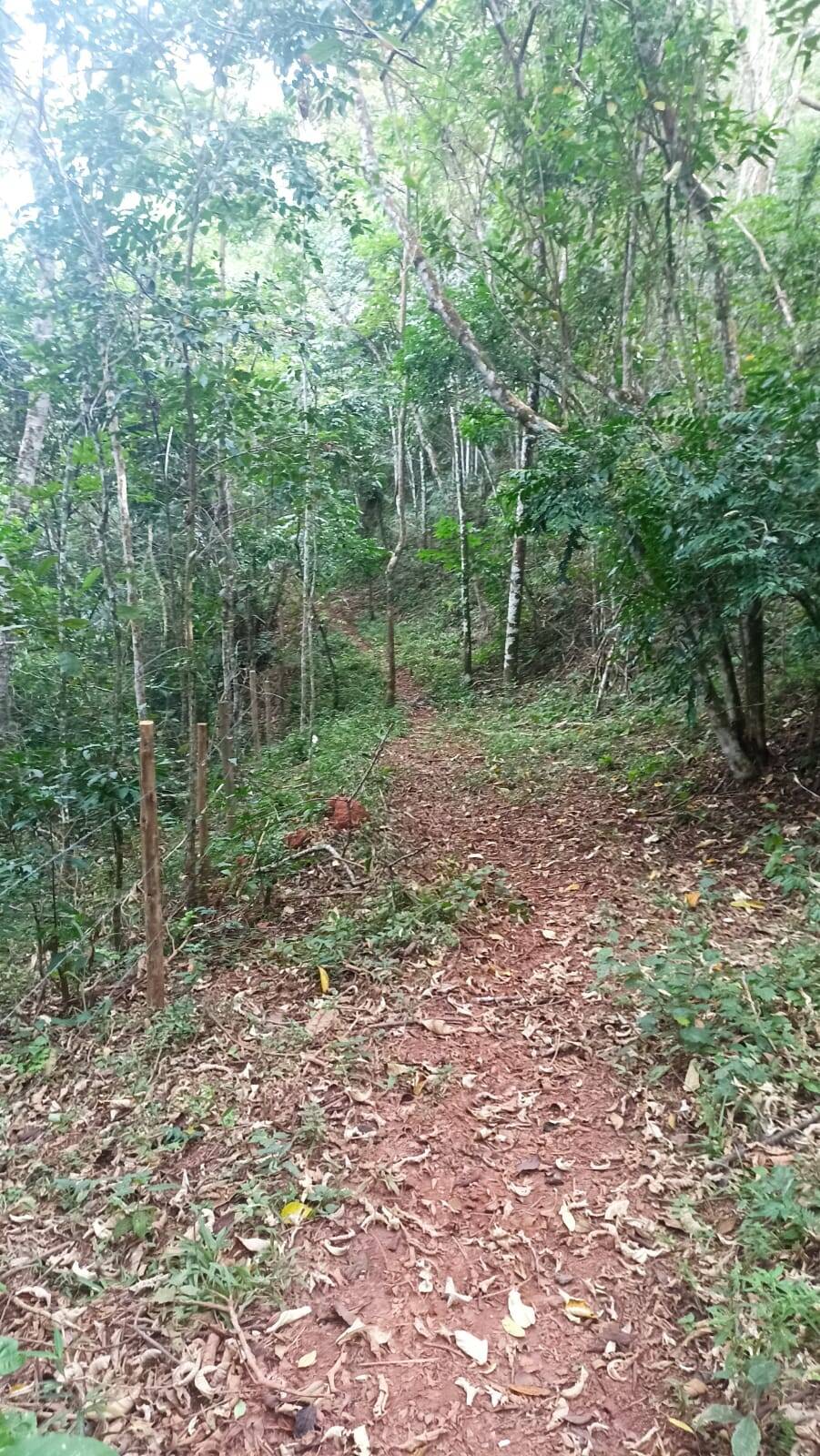 Sítio, 2 quartos, 10 hectares - Foto 11