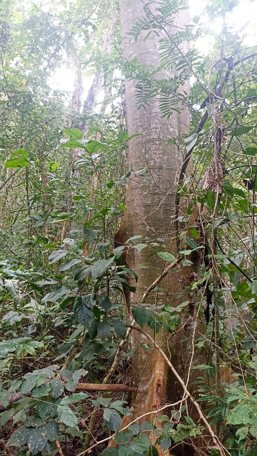 Sítio, 2 quartos, 10 hectares - Foto 12