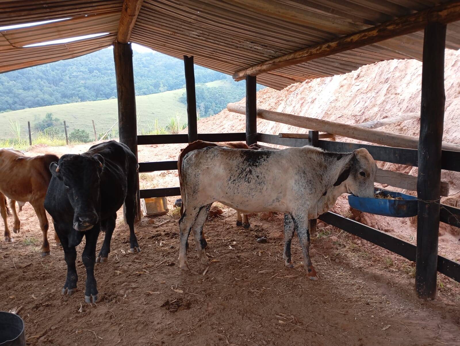 Sítio, 2 quartos, 60 m² - Foto 35