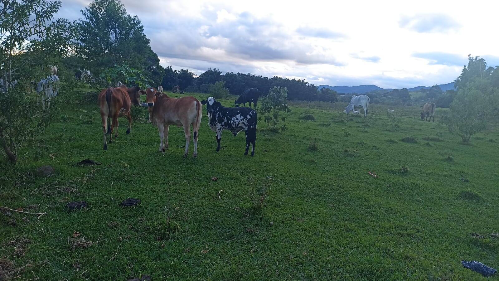 Fazenda, 169 hectares - Foto 2