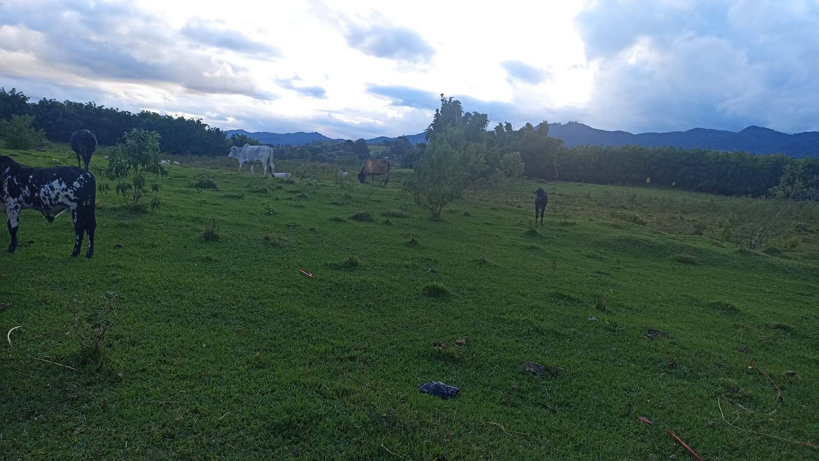 Fazenda, 169 hectares - Foto 3