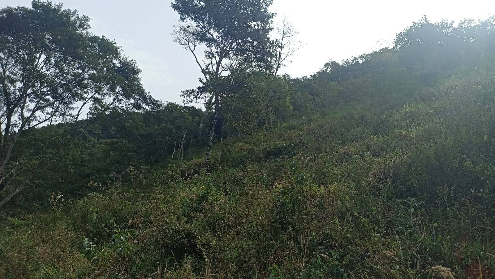 Chácara, 2 quartos, 2 hectares - Foto 2