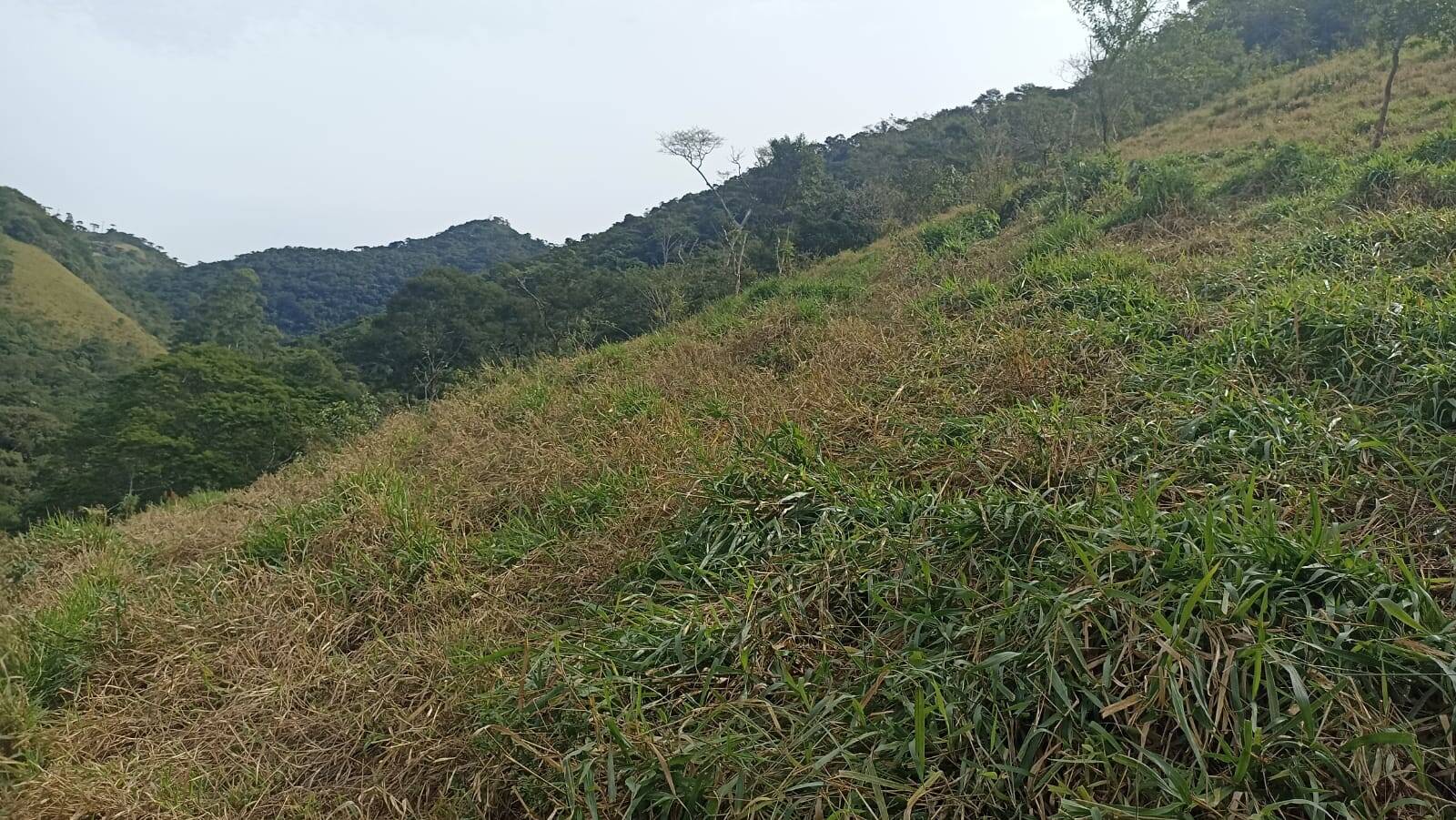 Chácara, 2 quartos, 2 hectares - Foto 5