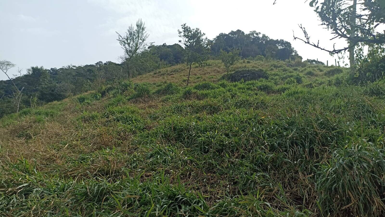 Chácara, 2 quartos, 2 hectares - Foto 6