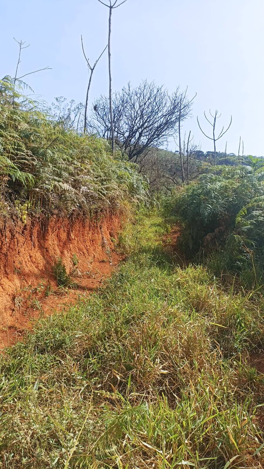 Chácara, 2 quartos, 2 hectares - Foto 12