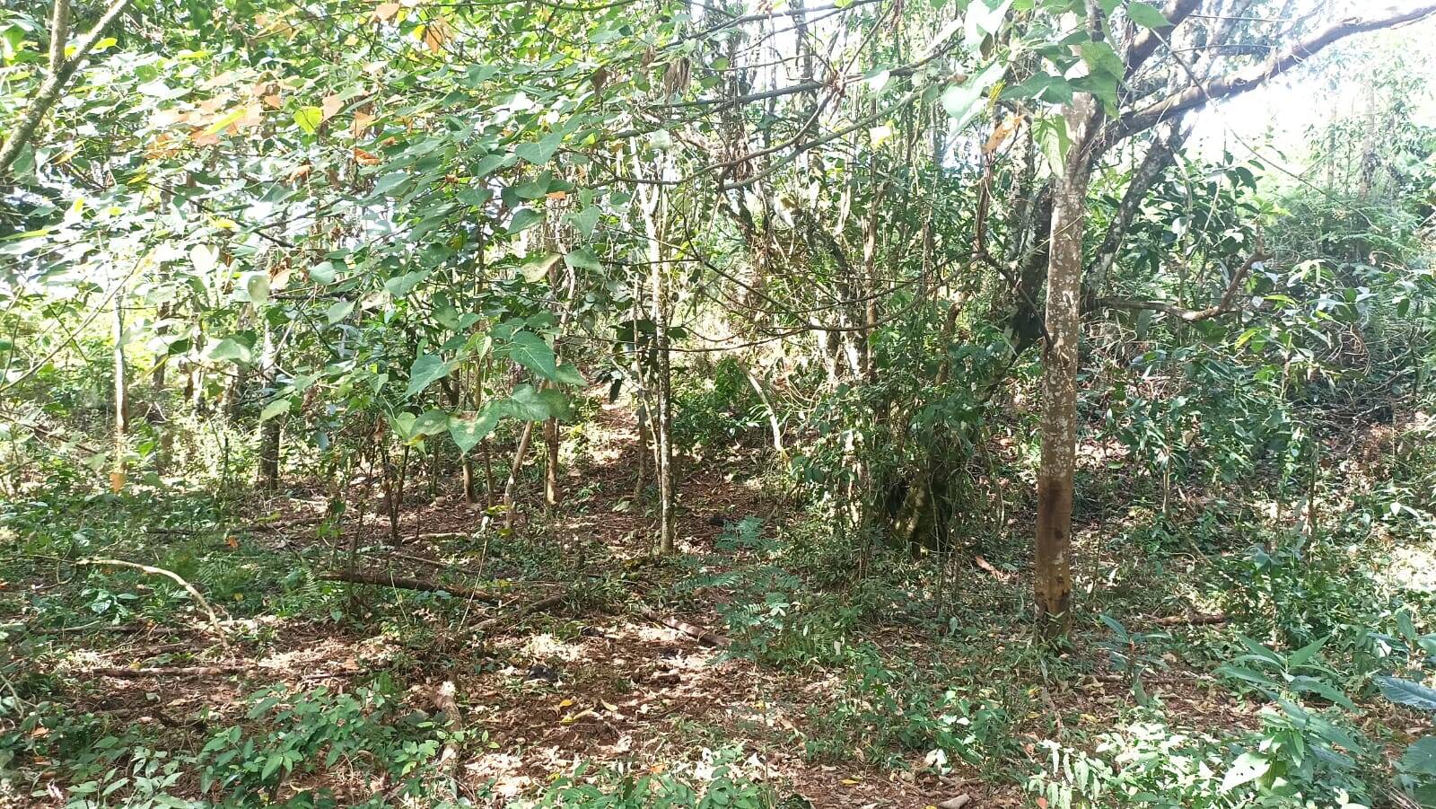 Chácara, 2 quartos, 2 hectares - Foto 18