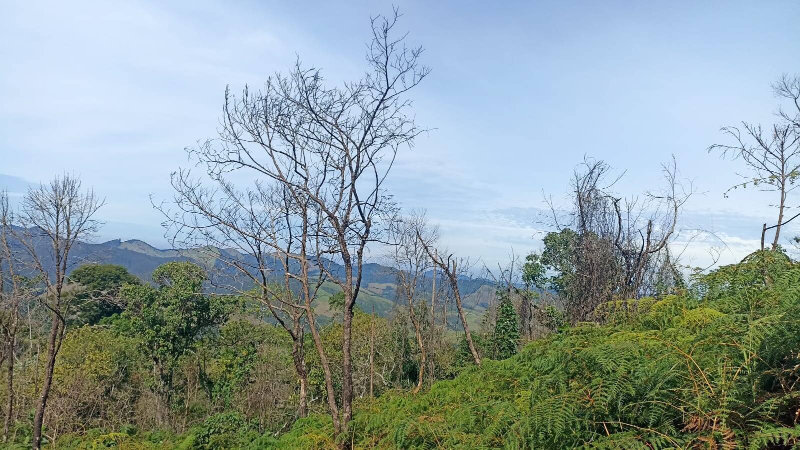 Chácara, 2 quartos, 2 hectares - Foto 19