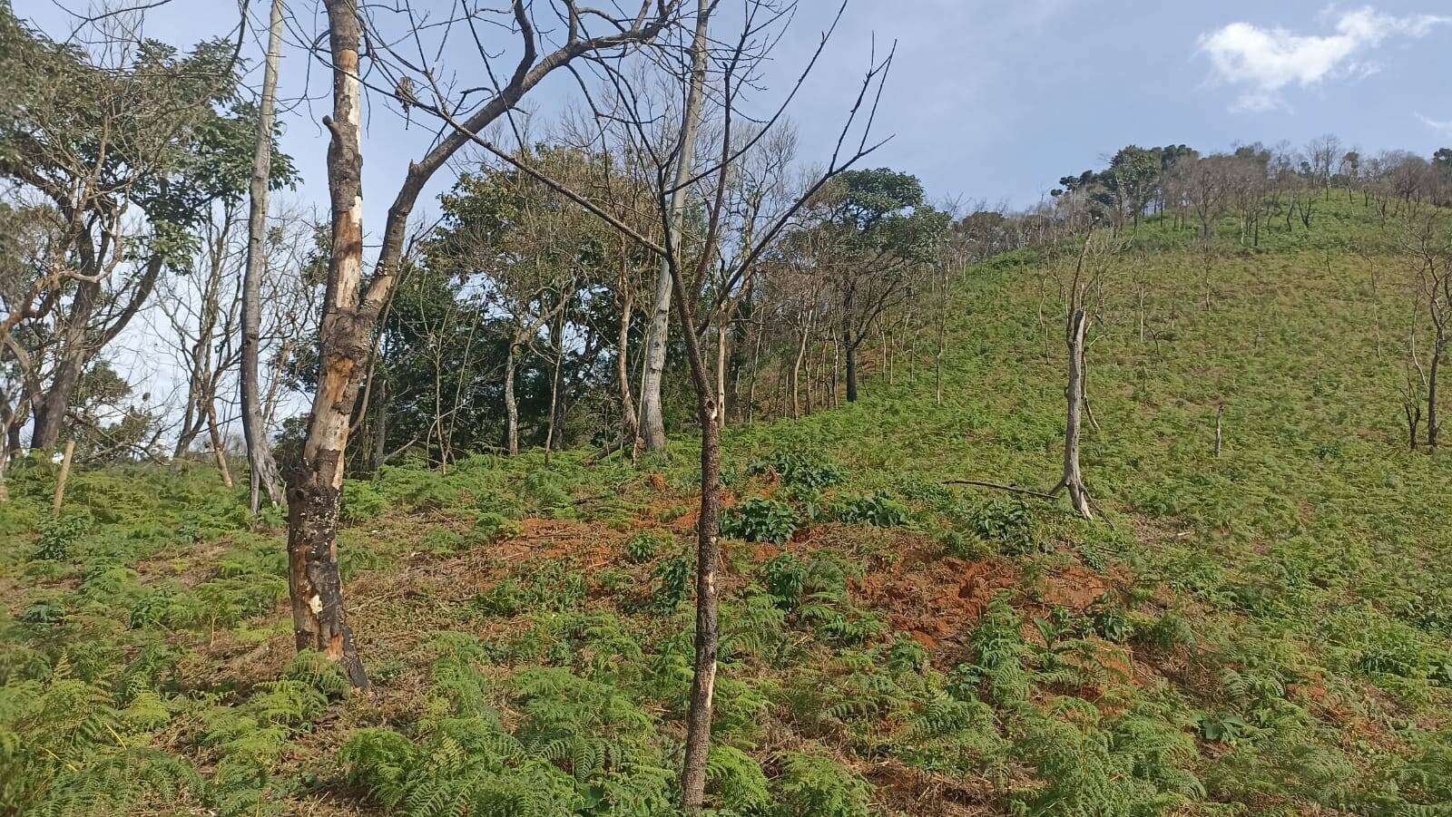 Chácara, 2 quartos, 2 hectares - Foto 21