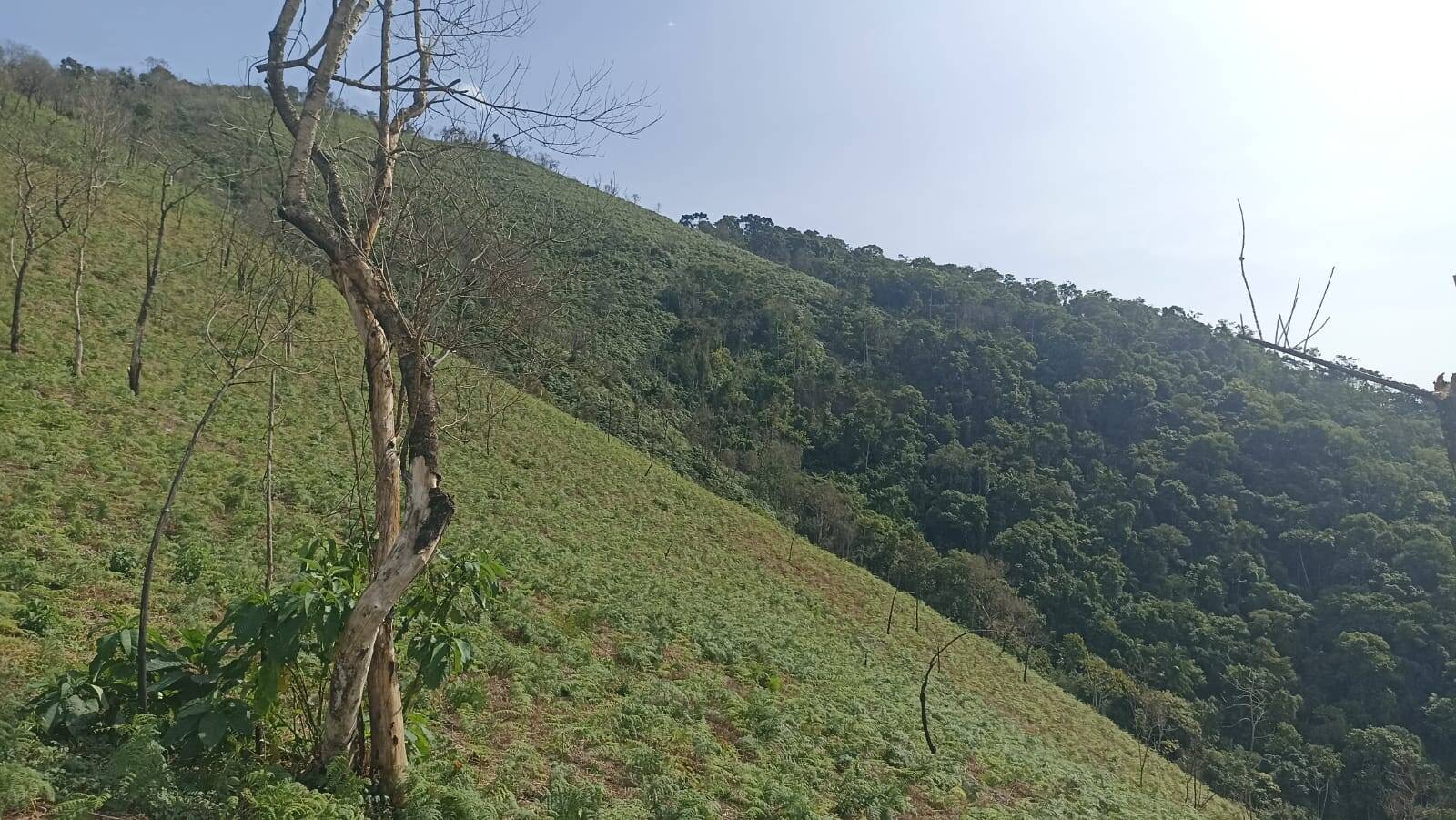 Chácara, 2 quartos, 2 hectares - Foto 23