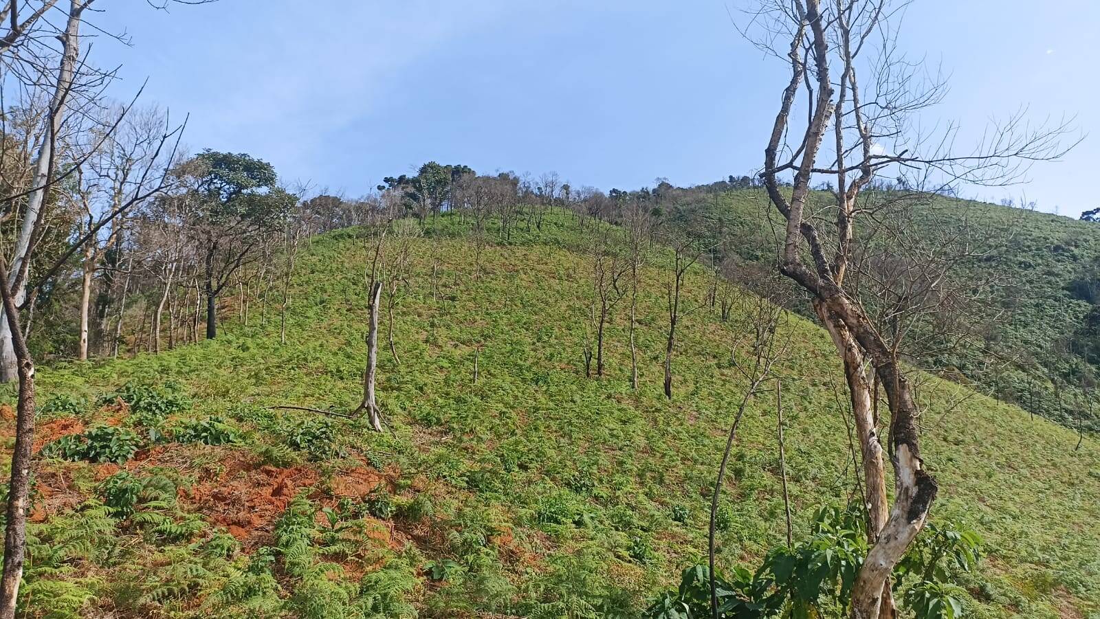 Chácara, 2 quartos, 2 hectares - Foto 22