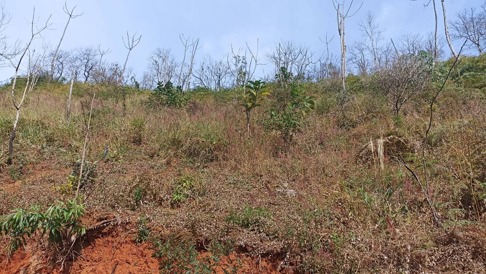 Chácara, 2 quartos, 2 hectares - Foto 33