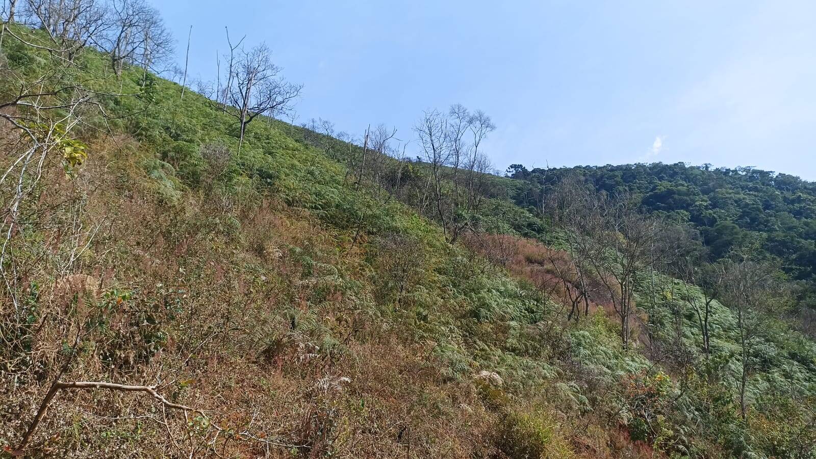 Chácara, 2 quartos, 2 hectares - Foto 34