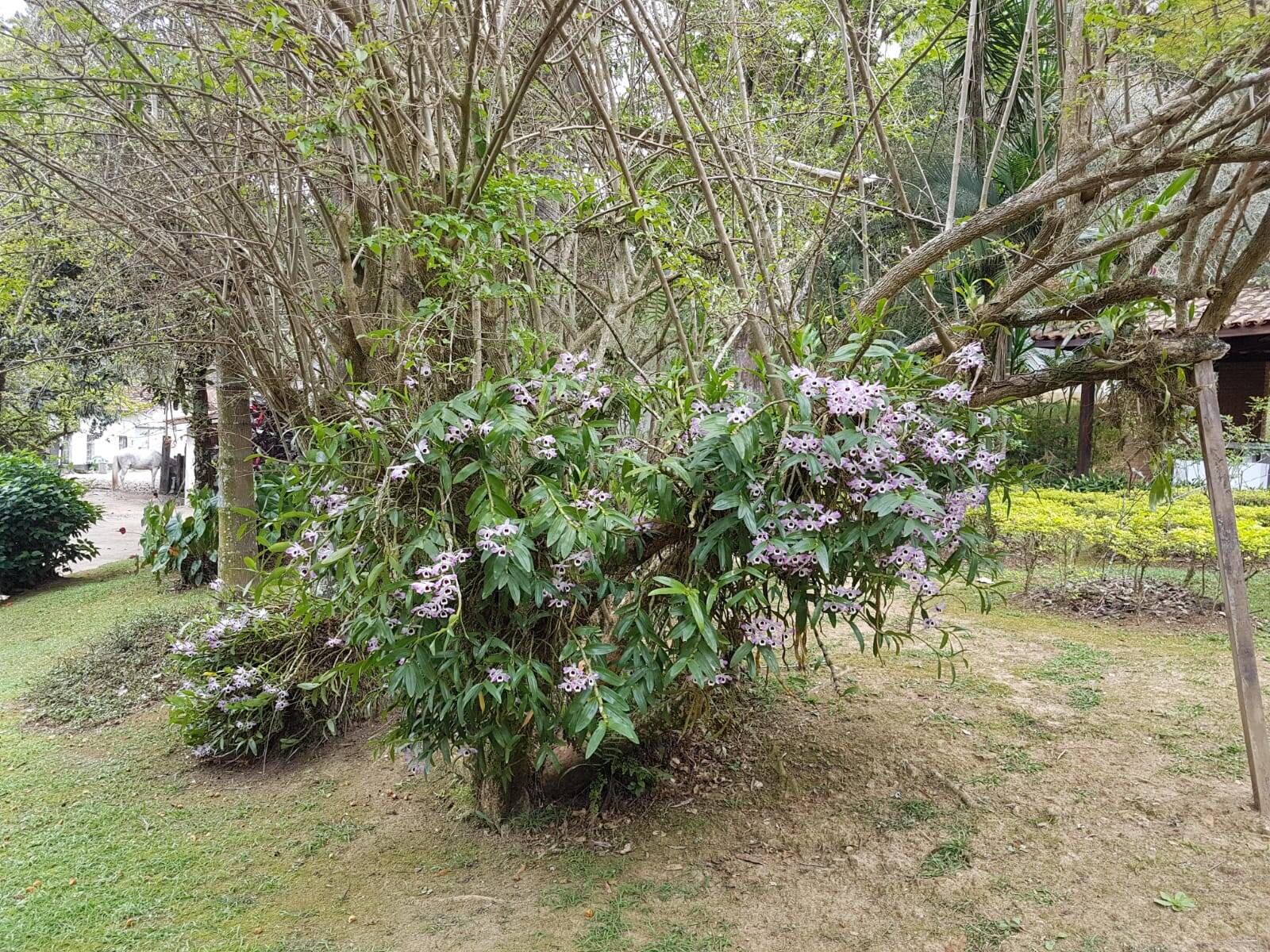 Sítio em São José dos Campos/São Paulo — Ref Q1U4Z0 — Imagem 9