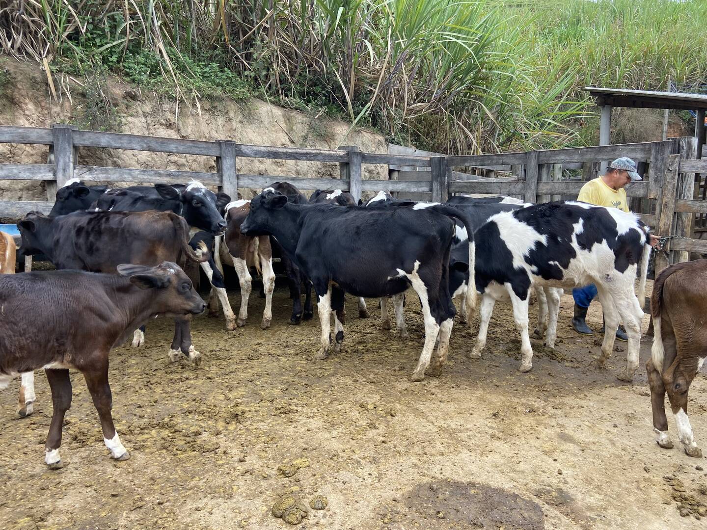 Sítio em São Luiz do Paraitinga/São Paulo — Ref PI5HGR — Imagem 6