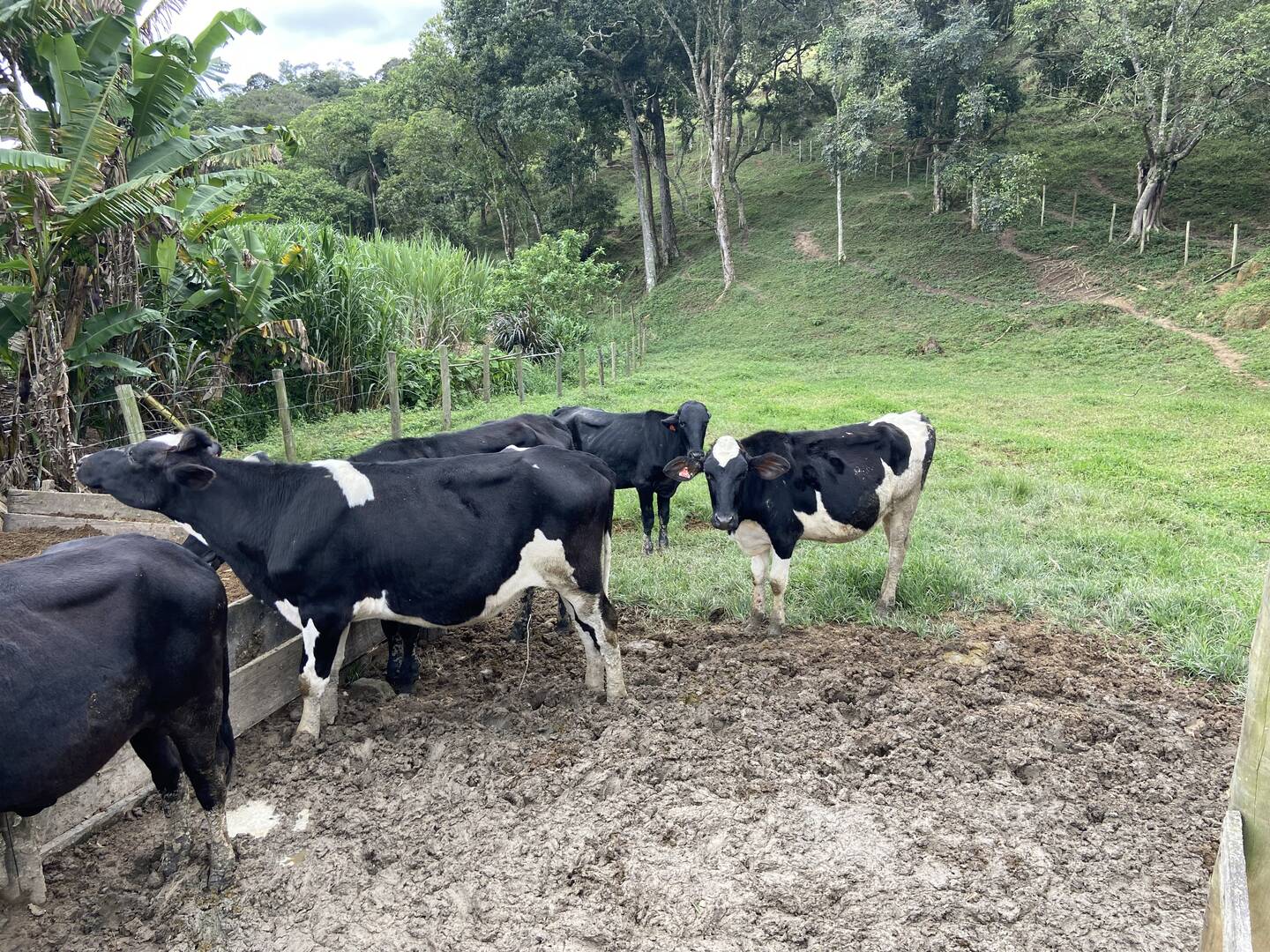 Sítio em São Luiz do Paraitinga/São Paulo — Ref PI5HGR — Imagem 7