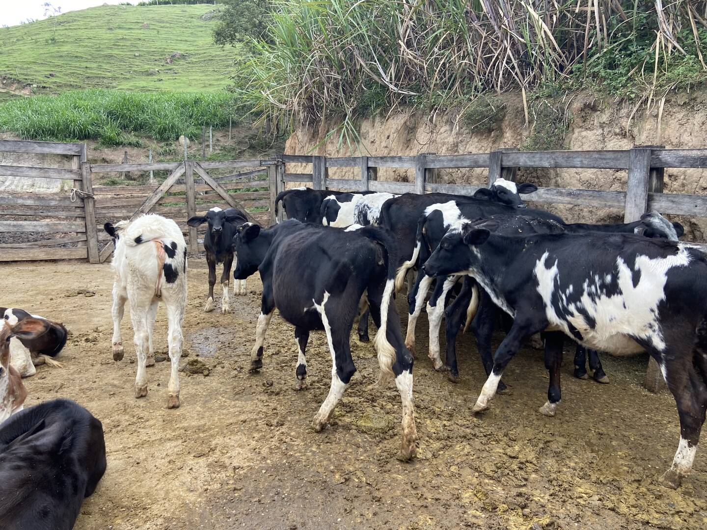 Sítio em São Luiz do Paraitinga/São Paulo — Ref PI5HGR — Imagem 33