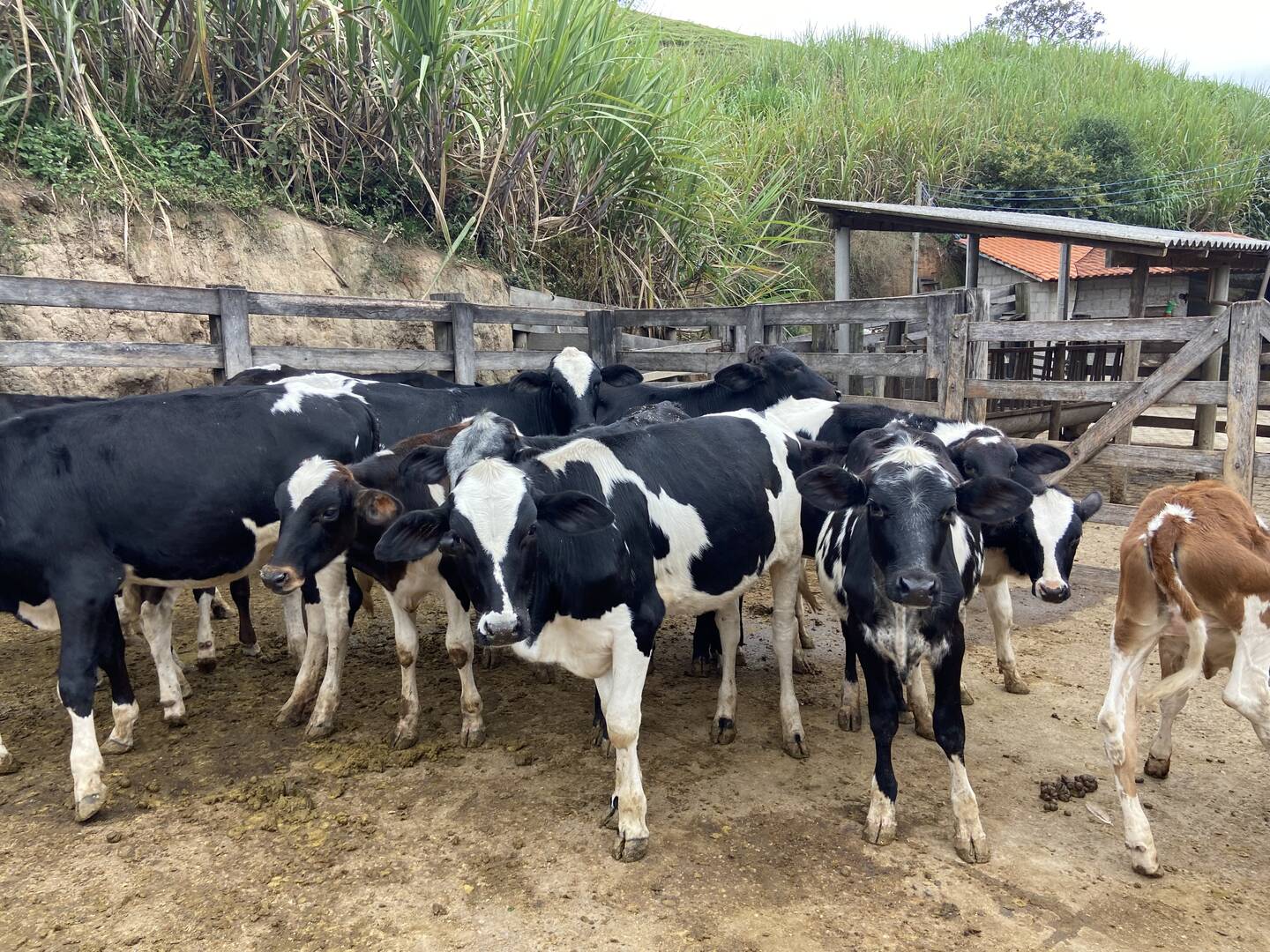 Sítio em São Luiz do Paraitinga/São Paulo — Ref PI5HGR — Imagem 36