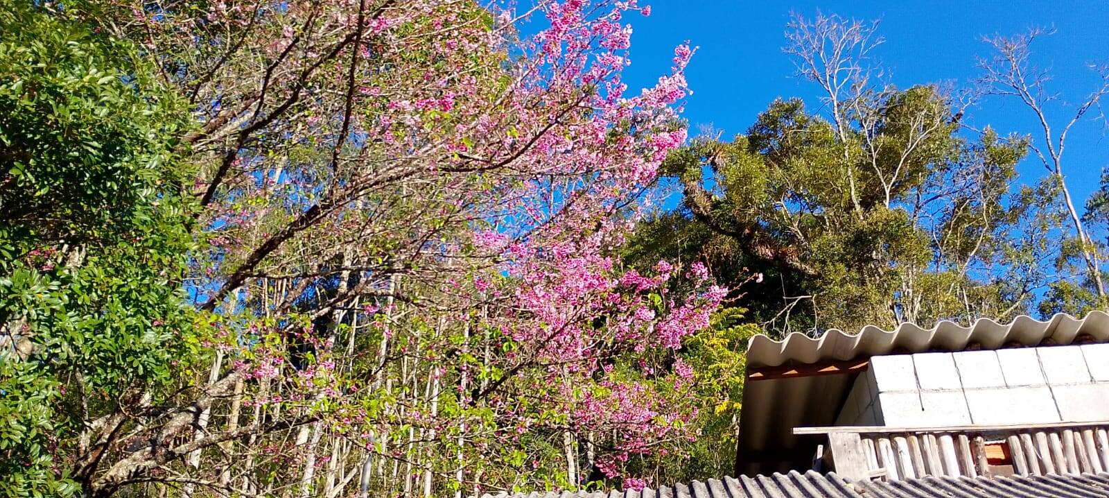 Sítio em Paraibuna/São Paulo — Ref 26OBPQ — Imagem 17