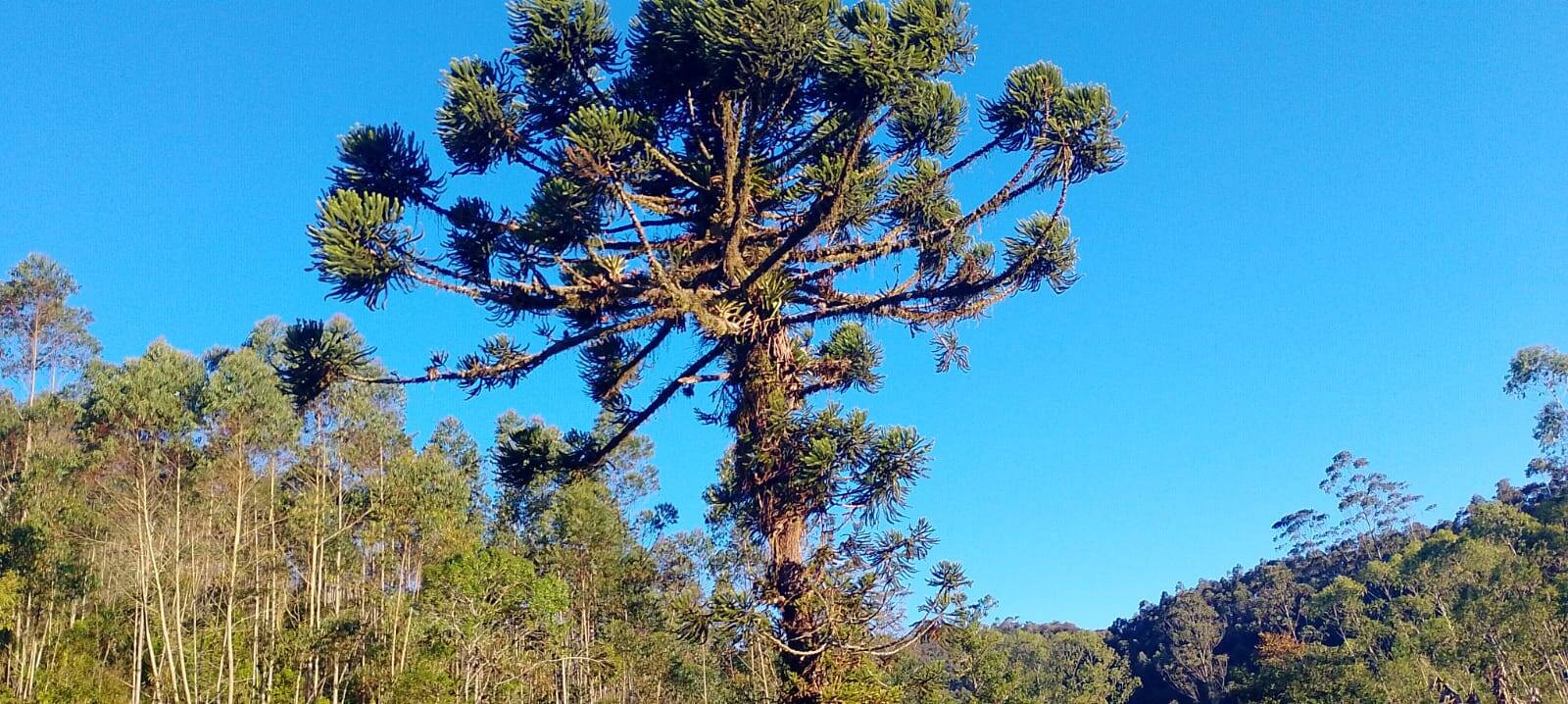 Sítio em Paraibuna/São Paulo — Ref 26OBPQ — Imagem 16