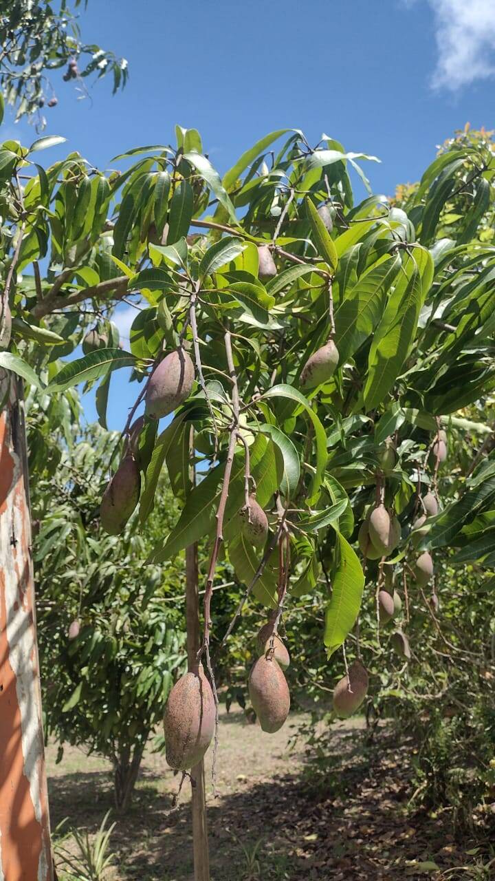 Sítio em Biritiba Mirim/São Paulo — Ref X6OCOC — Imagem 7