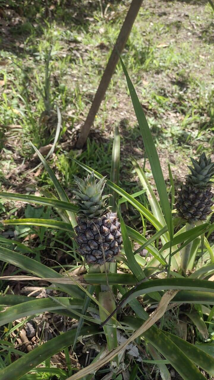 Sítio em Biritiba Mirim/São Paulo — Ref X6OCOC — Imagem 5