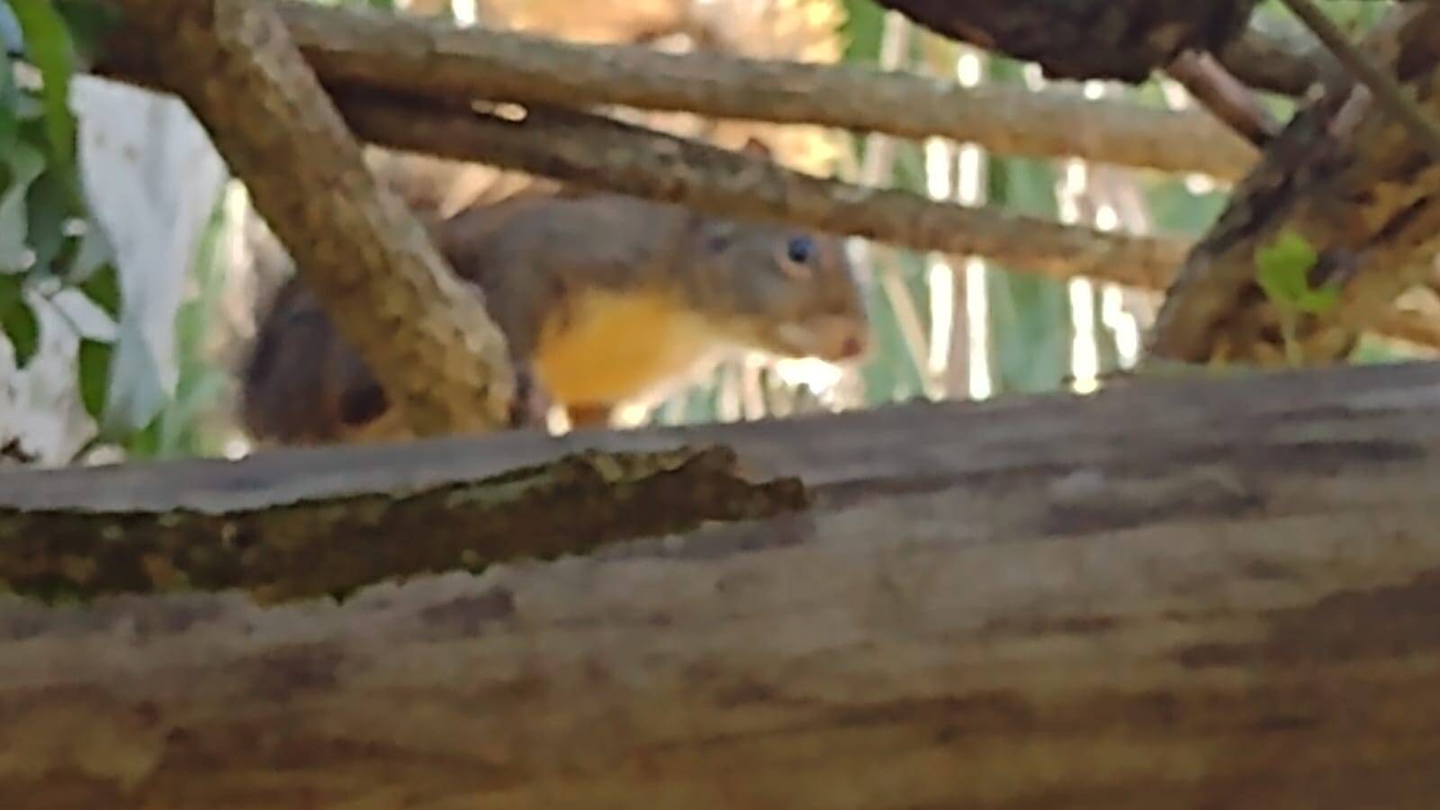 Sítio em Biritiba Mirim/São Paulo — Ref X6OCOC — Imagem 17