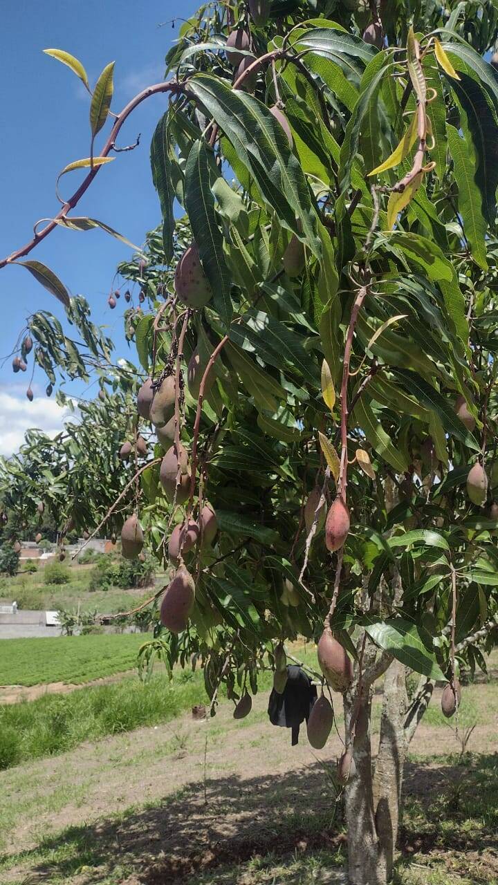 Sítio em Biritiba Mirim/São Paulo — Ref X6OCOC — Imagem 19