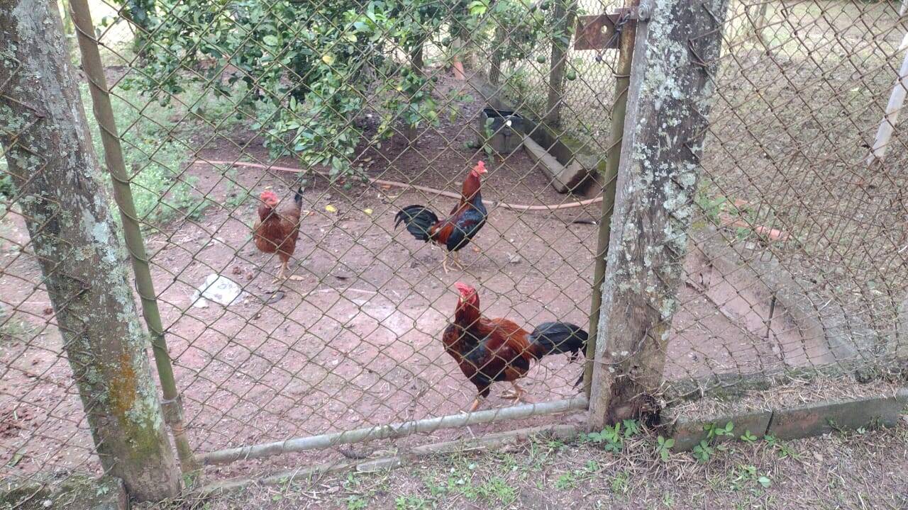Sítio em Biritiba Mirim/São Paulo — Ref X6OCOC — Imagem 22