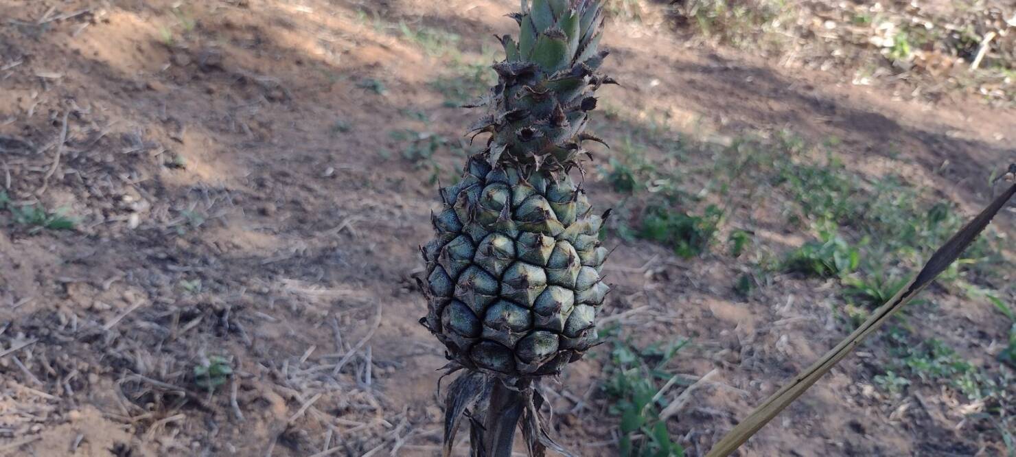 Sítio em São Luiz do Paraitinga/São Paulo — Ref 1JJ60F — Imagem 12