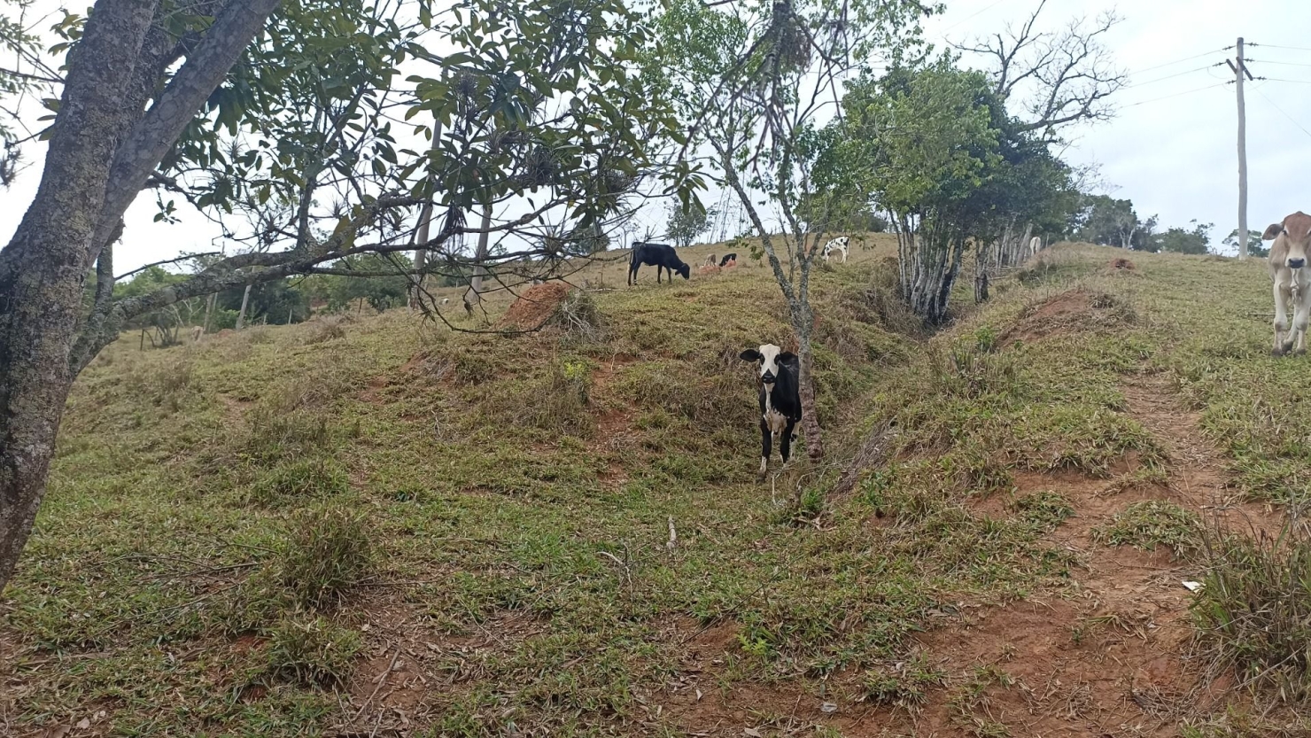 Sítio, 3 quartos, 7 hectares - Foto 3