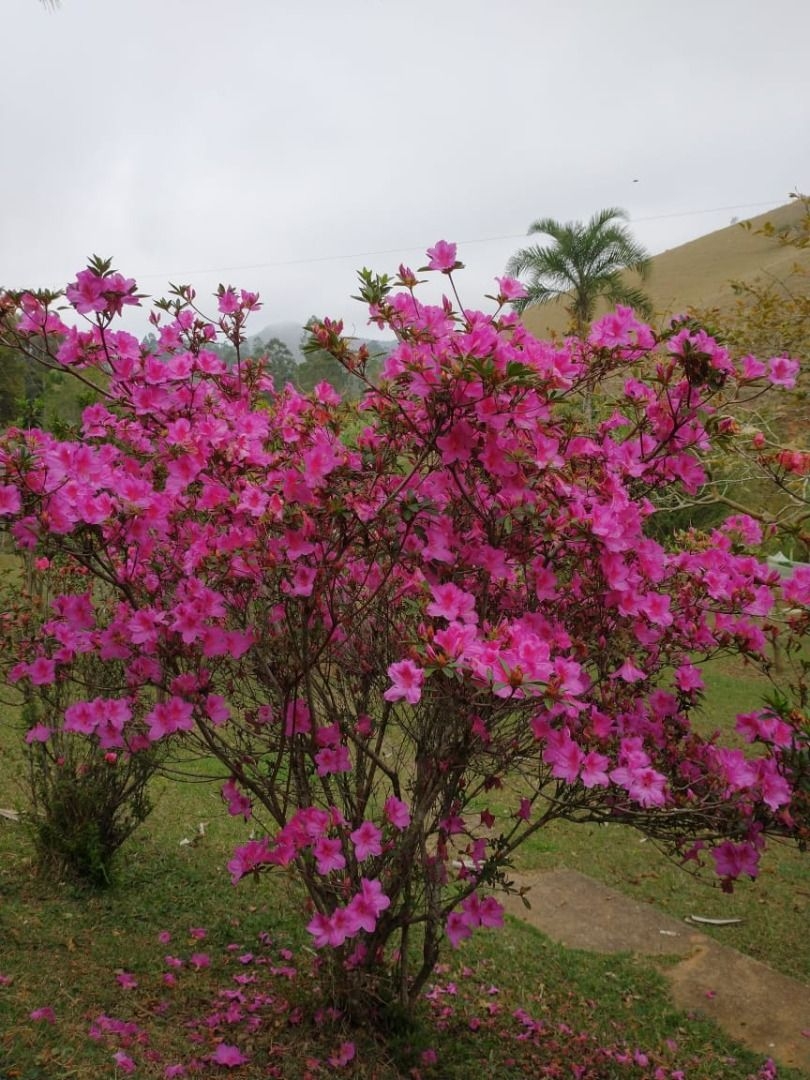 Sítio, 3 quartos, 300 m² - Foto 12