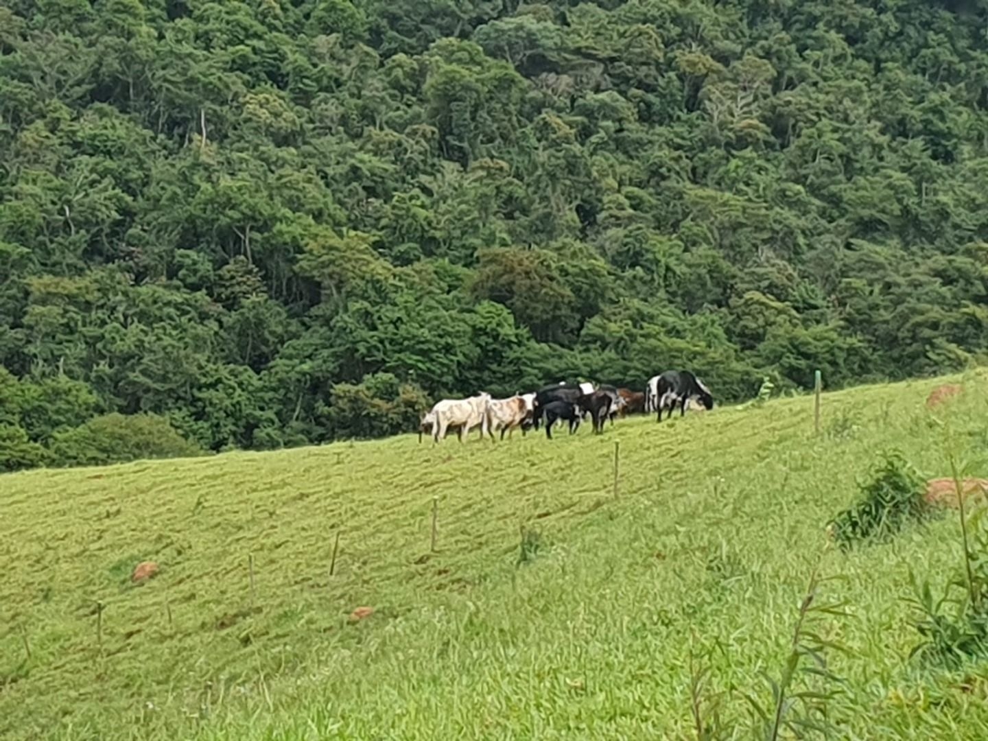 Sítio, 1 quarto, 1 m² - Foto 4