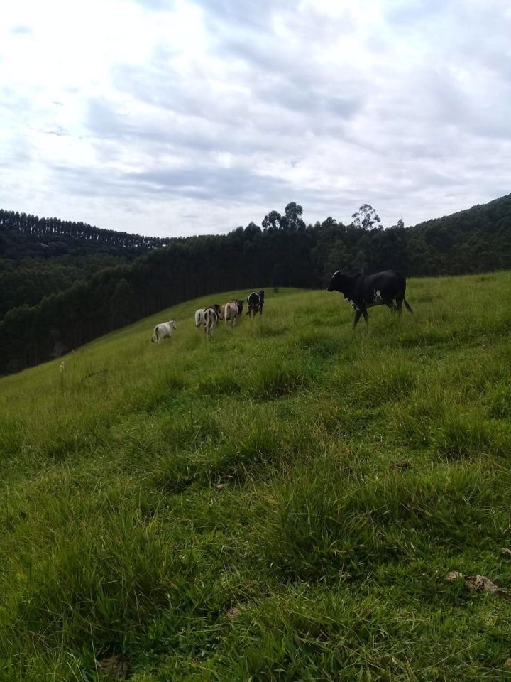 Chácara em São Luíz do Paraitinga/São Paulo — Ref J1EKPT — Imagem 7