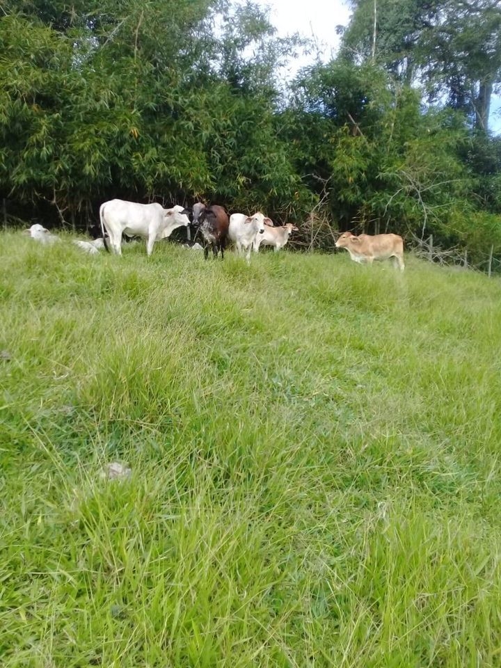 Chácara em São Luíz do Paraitinga/São Paulo — Ref J1EKPT — Imagem 13